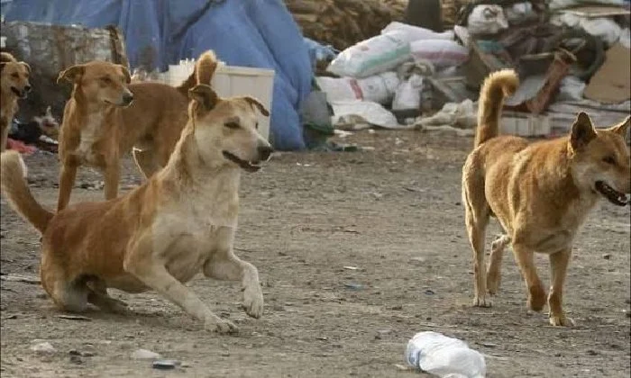 حوالي 10 مليون كلب.. أصحاب بيزنس بيع دماء الكلاب الضالة في مصر يدافعون عنهم